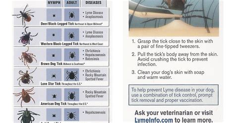 Does Cold Weather Kill Ticks?