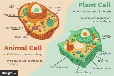 Which One Includes Plant and Animal Cells?